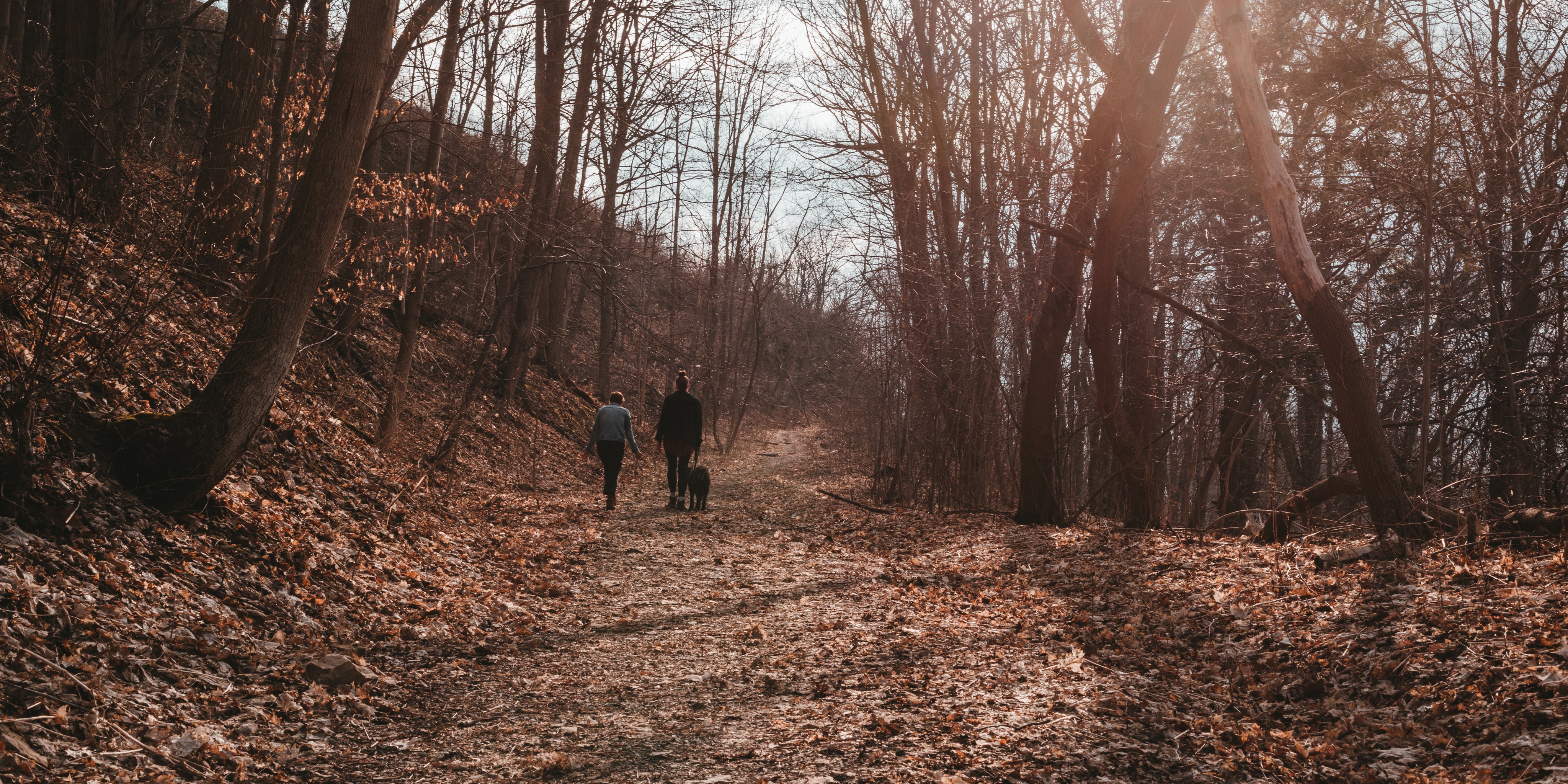 People walking a dog through the woods