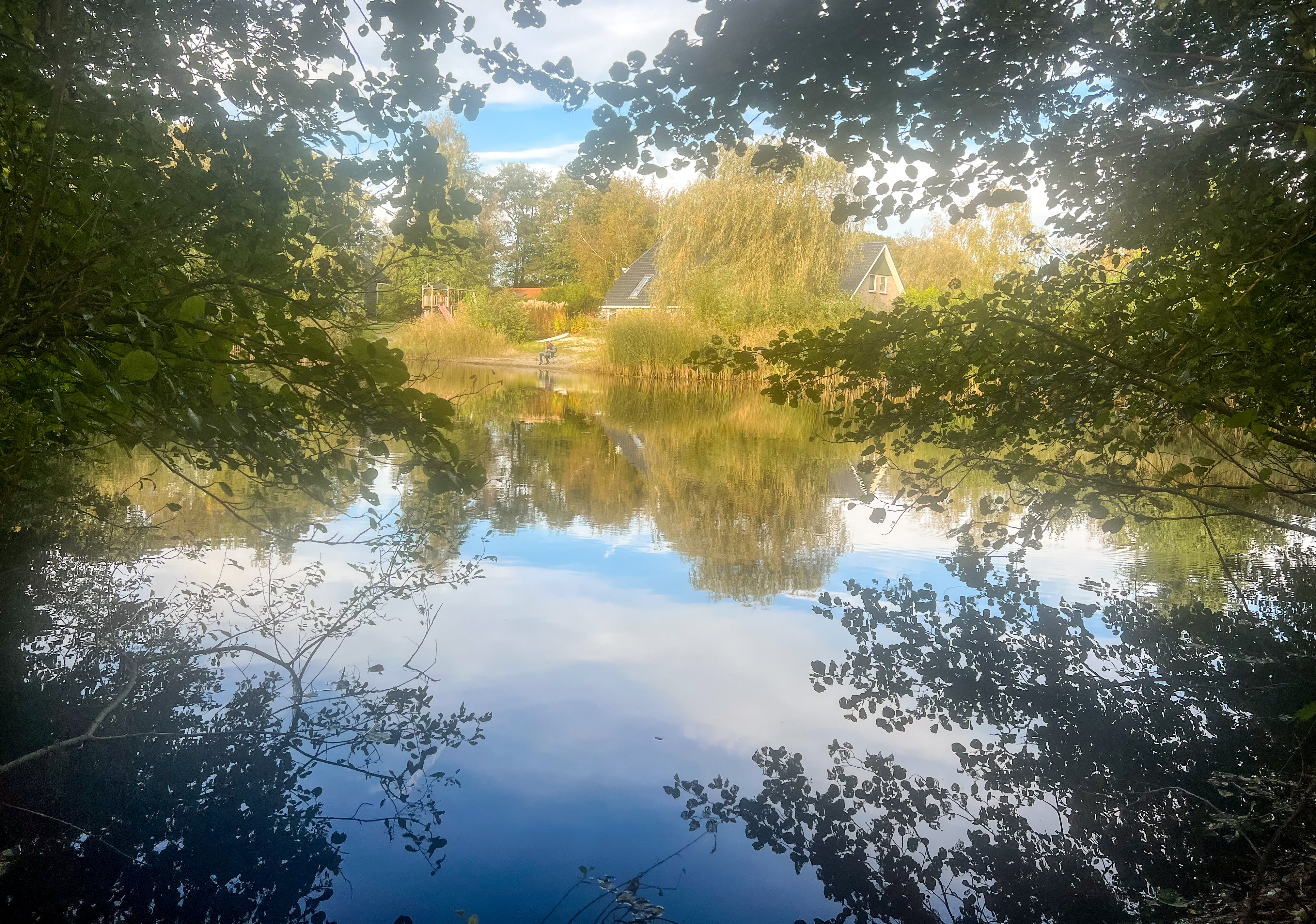 Hoofdfoto de groene specht