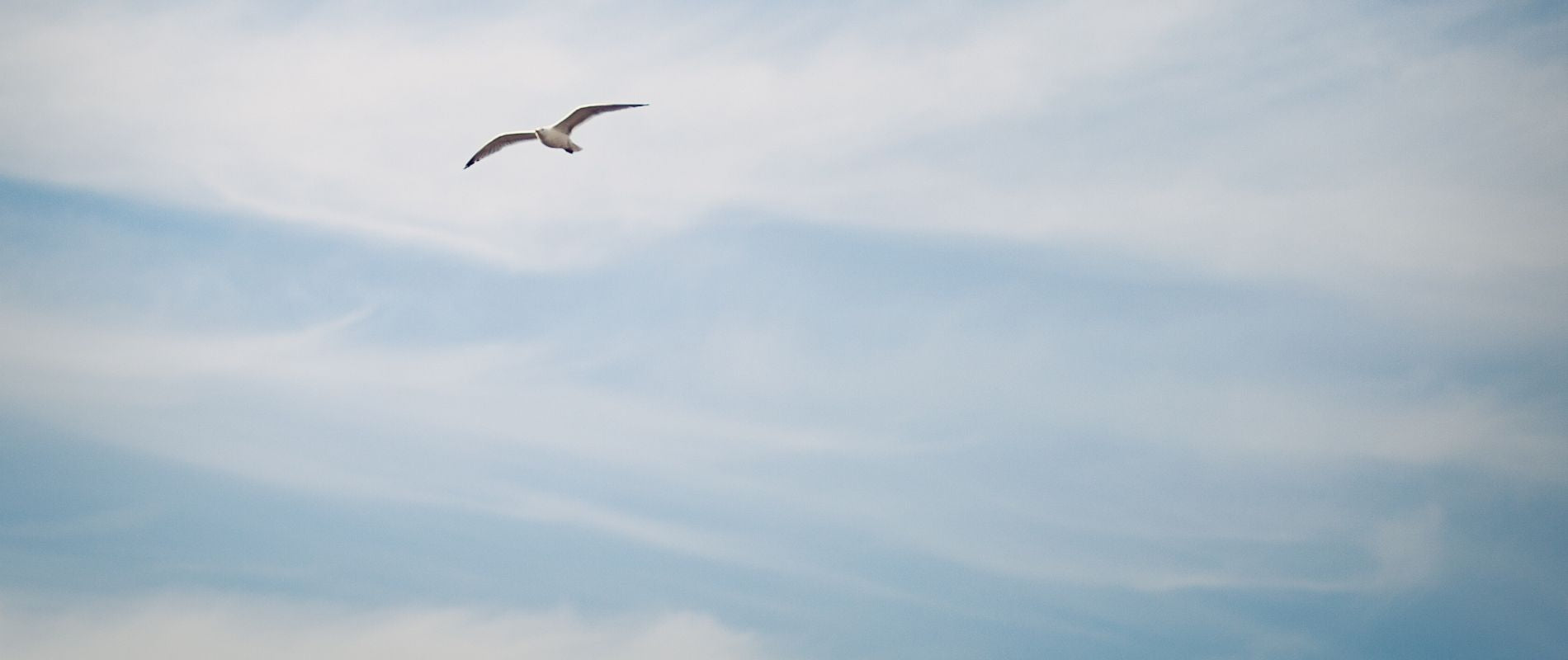 Header online trainingen