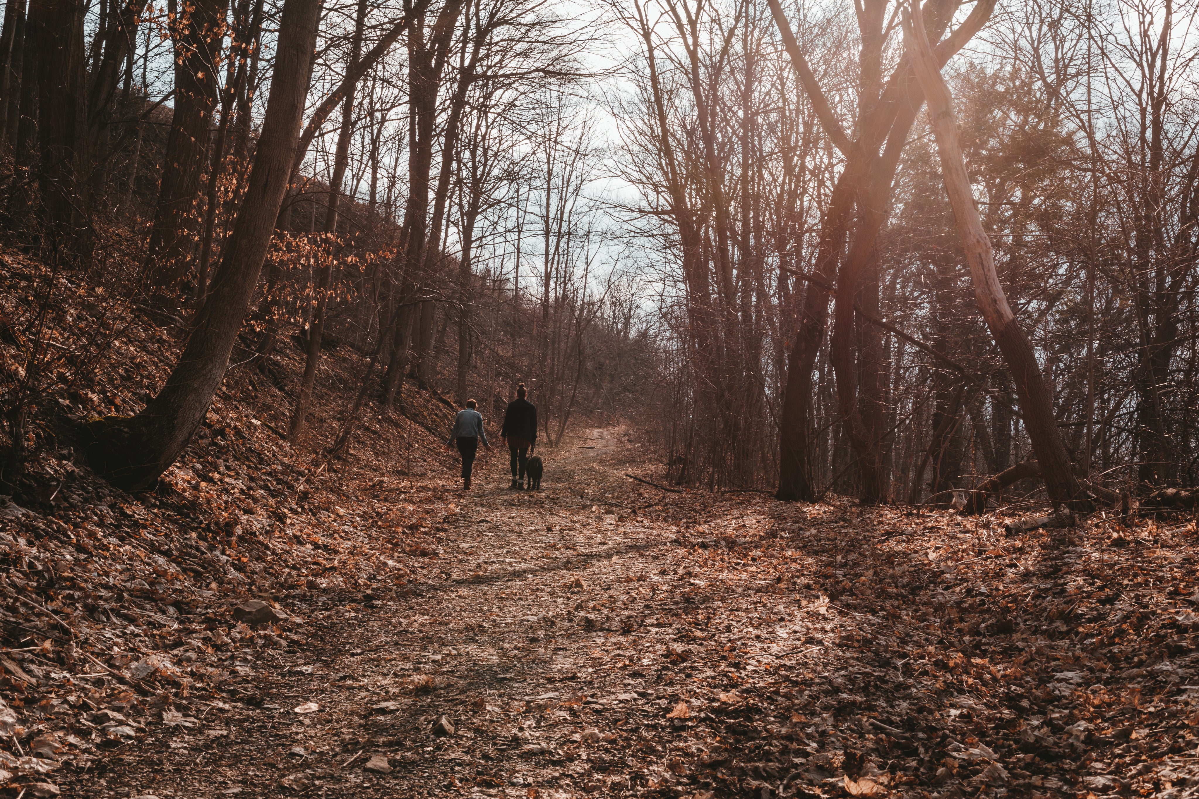 People walking a dog through the woods