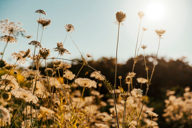 Thin plant stems in sun